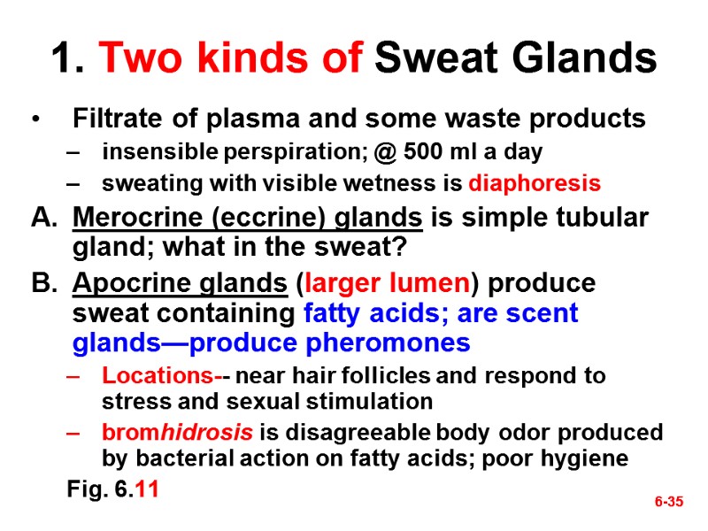 6-35 6-35 1. Two kinds of Sweat Glands Filtrate of plasma and some waste